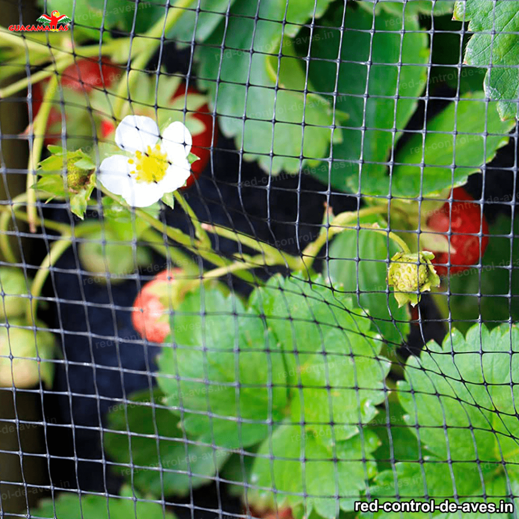 las berries en tiempos recientes